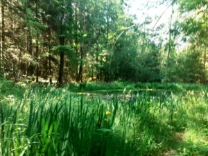 signal-2022-06-15-17-50-57-049