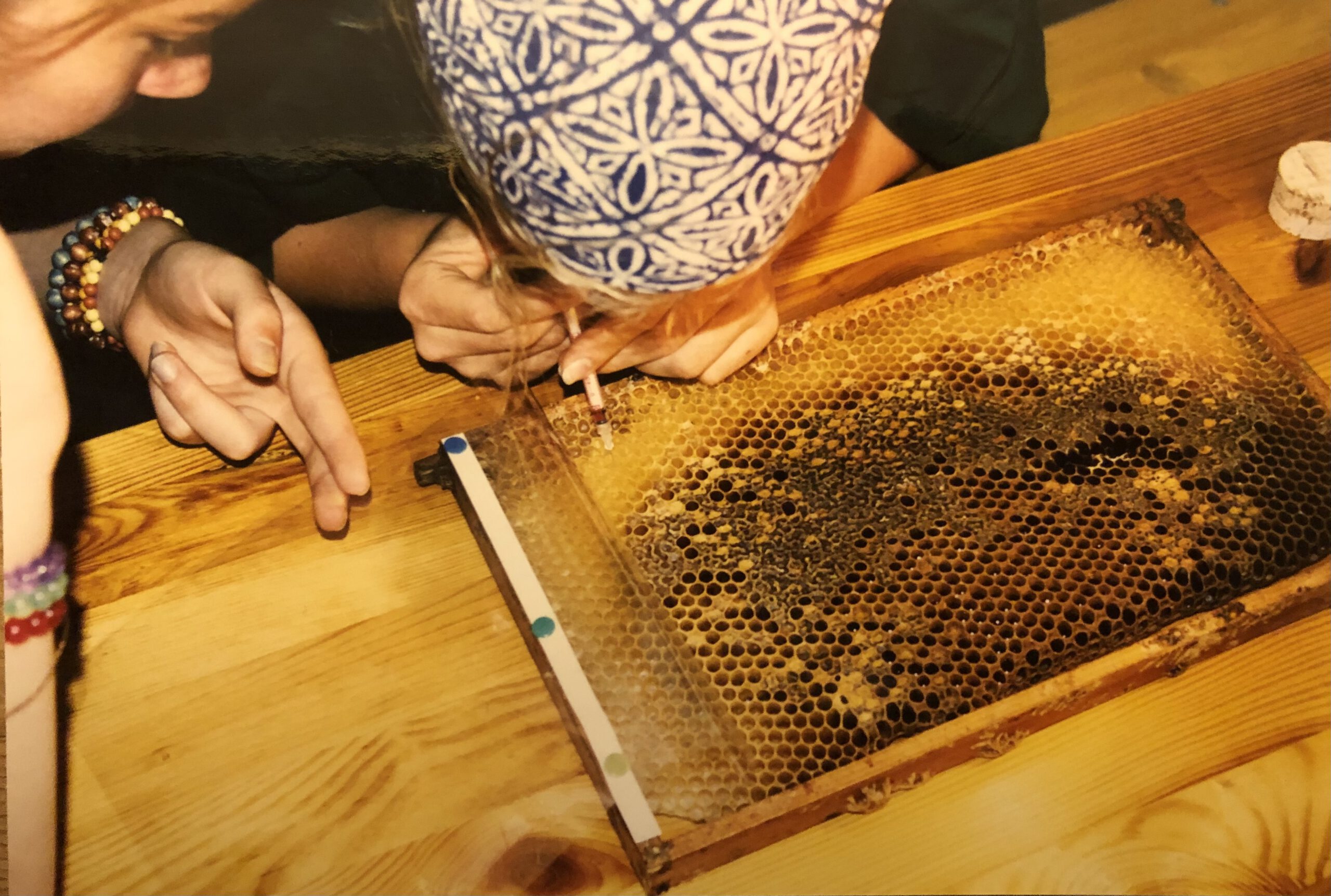 Besamung von Bieneneiern mit Insulinspritze