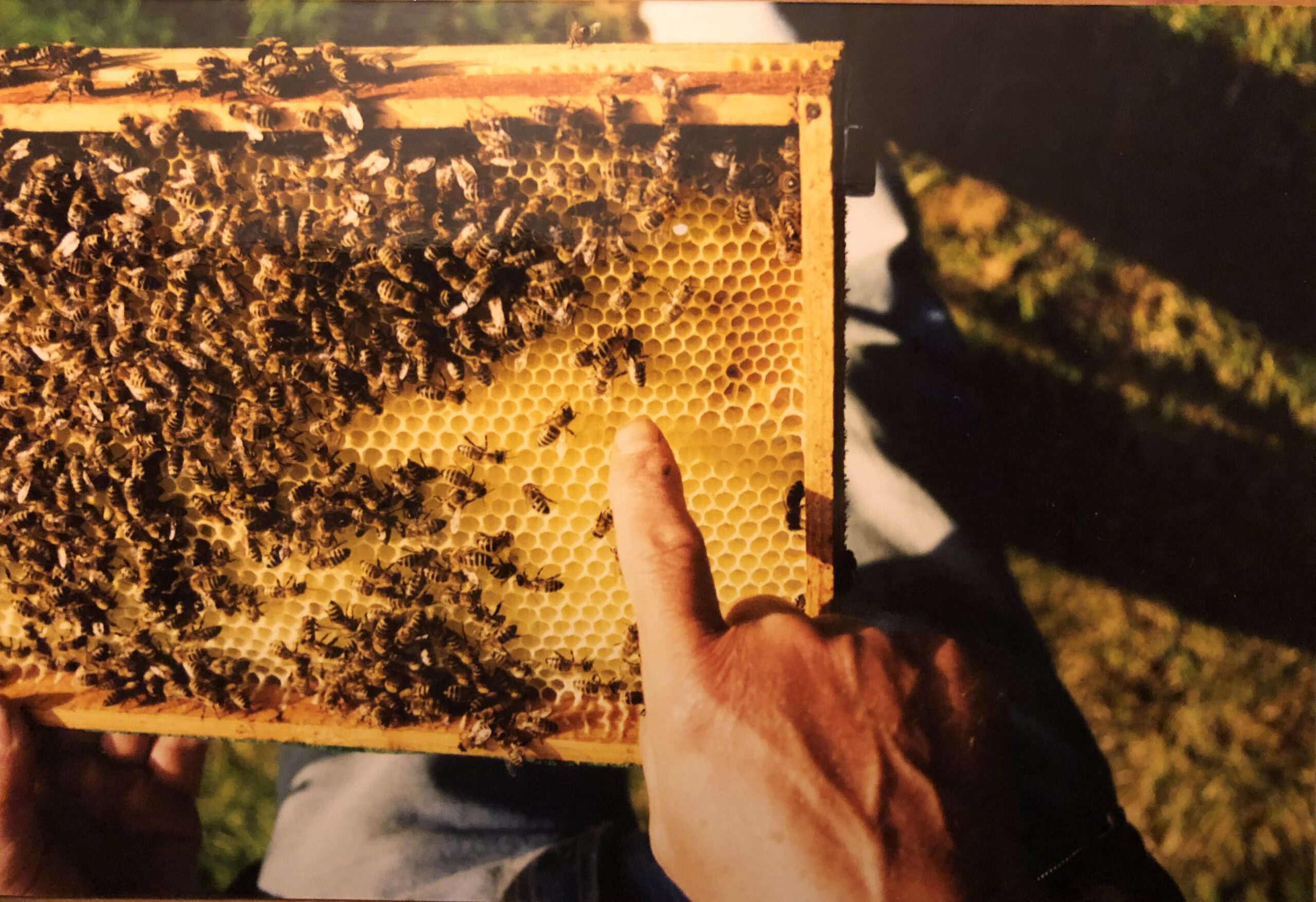 Bienenwabe mit Königin